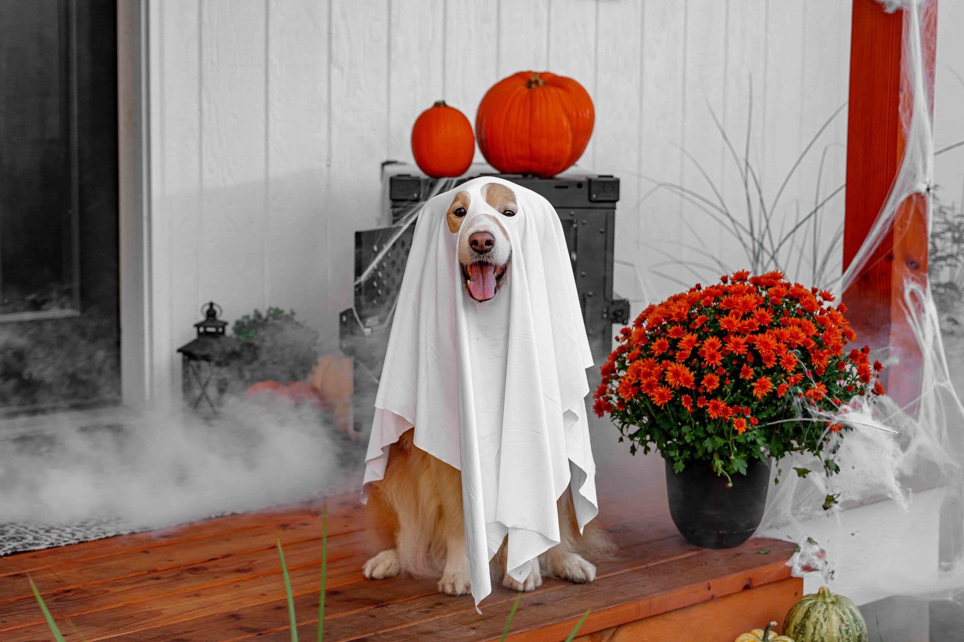 Disfraces de Halloween para perros y gatos: guía 2026